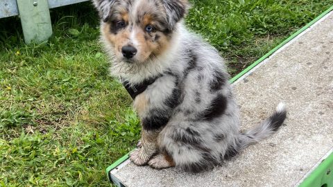 Lino est un chiot berger australien de trois mois