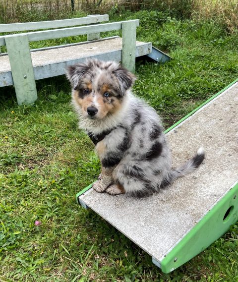 Lino est un chiot berger australien de trois mois
