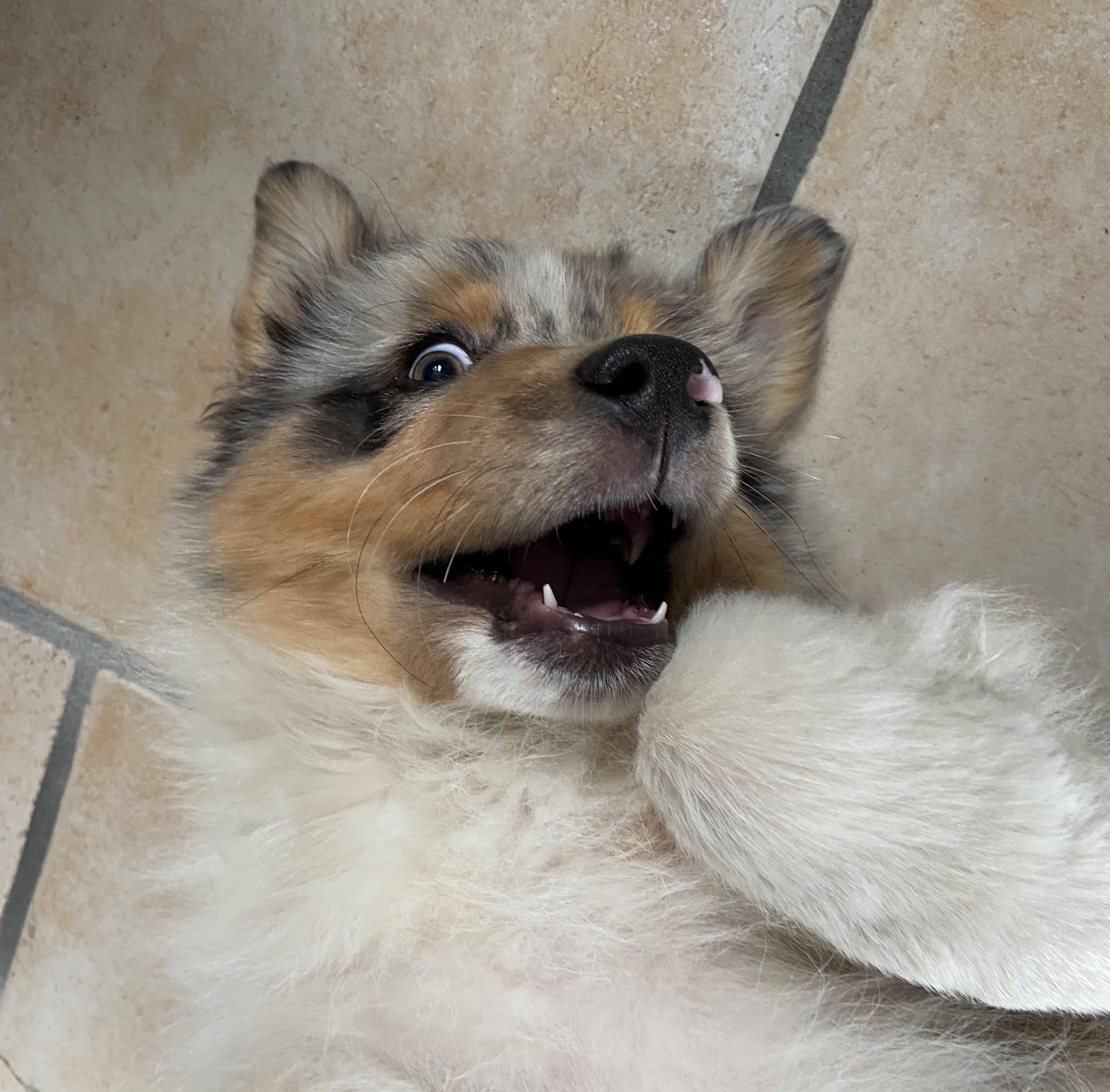 Lino est un chiot berger australien de trois mois