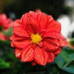 DSCF5418