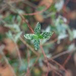 DSCF5523